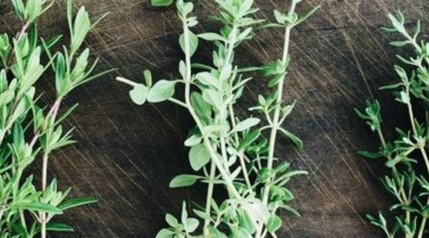 Kleine Kräuterkunde Thymian