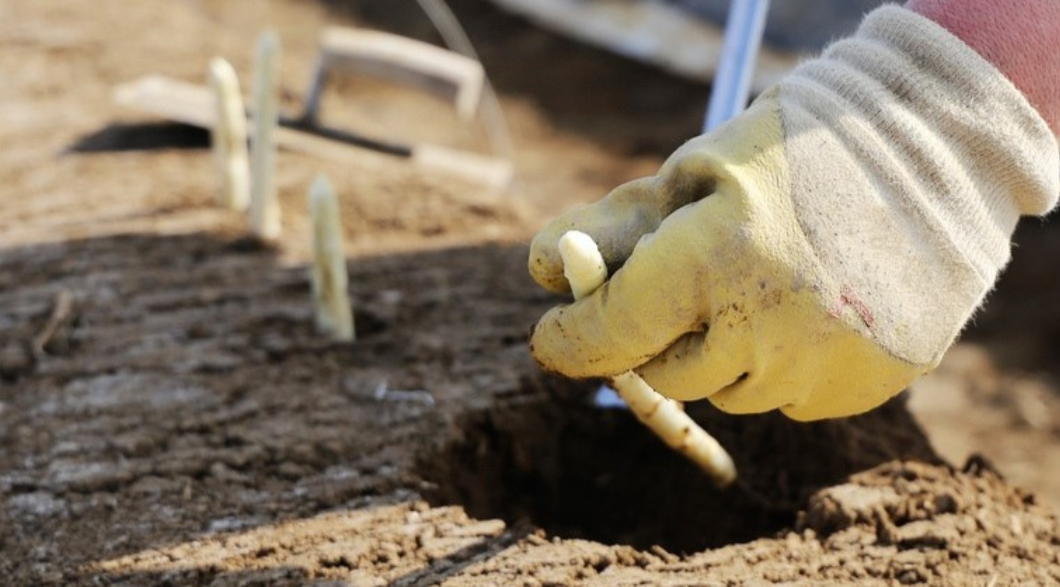 Vom Feld in die Küche: Wissenswertes rund um Spargelanbau und Ernte